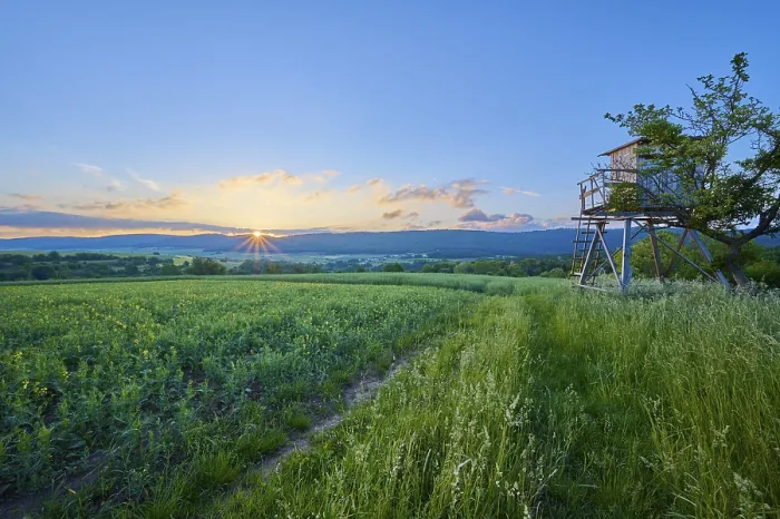 Gerahmter Druck : Landschaft, Jagdpredigtstuhl, Pfad. Gerahmter Druck : Landschaft, Jagdpredigtstuhl, Pfad.