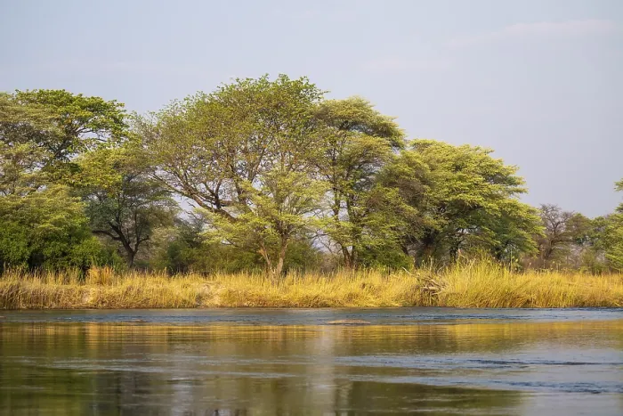 Gerahmter Druck : Landschaft am Kavango-Fluss Gerahmter Druck : Landschaft am Kavango-Fluss
