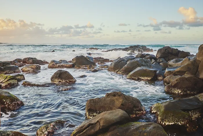 Gerahmter Druck : Landschaft der Laniakea Beach, Haleiwa, Hawaii-Insel Oahu Gerahmter Druck : Landschaft der Laniakea Beach, Haleiwa, Hawaii-Insel Oahu