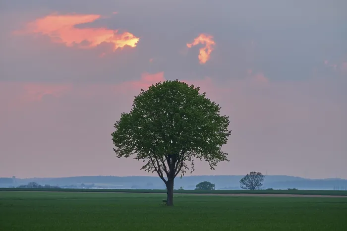 Gerahmter Druck : Landschaft, Limbaum, Getreidefeld Gerahmter Druck : Landschaft, Limbaum, Getreidefeld