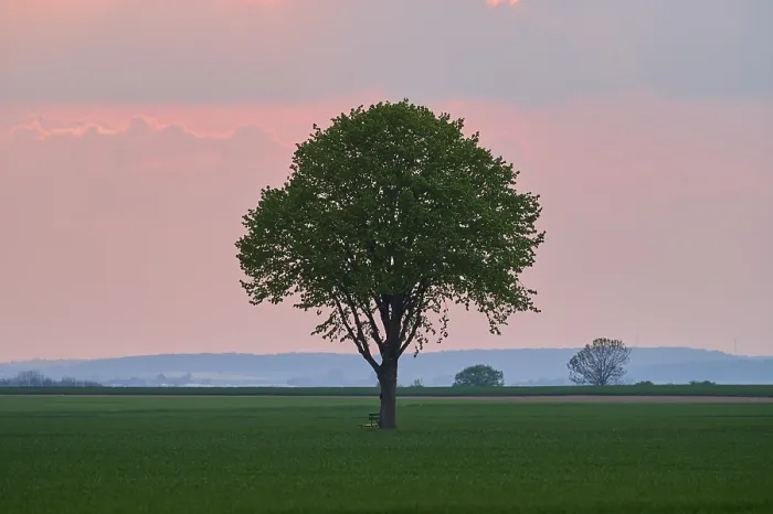 Gerahmter Druck : Landschaft, Limbaum, Getreidefeld Gerahmter Druck : Landschaft, Limbaum, Getreidefeld