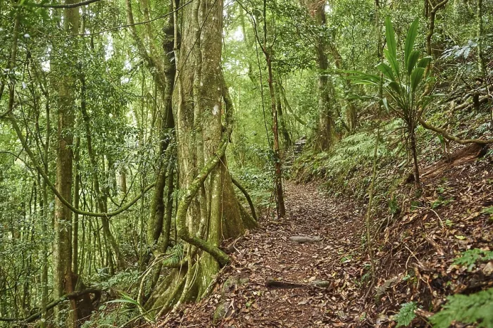 Gerahmter Druck : Landschaft eines kleinen Wanderweges, der durch den Regenwald im Frühjahr führt. Gerahmter Druck : Landschaft eines kleinen Wanderweges, der durch den Regenwald im Frühjahr führt.