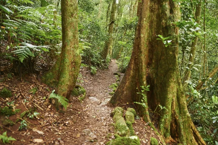 Gerahmter Druck : Landschaft eines kleinen Fußwegs, der durch den Regenwald im Frühjahr führt. Gerahmter Druck : Landschaft eines kleinen Fußwegs, der durch den Regenwald im Frühjahr führt.