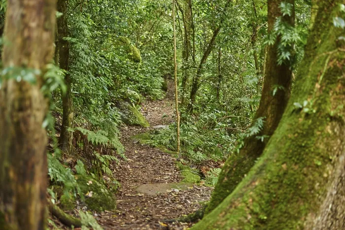 Gerahmter Druck : Landschaft eines kleinen Wanderwegs, der durch den Regenwald im Frühjahr führt. Gerahmter Druck : Landschaft eines kleinen Wanderwegs, der durch den Regenwald im Frühjahr führt.