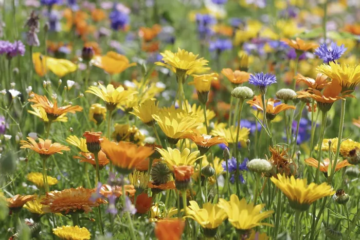Gerahmter Druck : Landschaft, Marigold, Kornblume Gerahmter Druck : Landschaft, Marigold, Kornblume