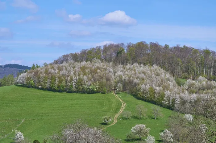 Gerahmter Druck : Landschaft, Wiese, Kirschbaum Gerahmter Druck : Landschaft, Wiese, Kirschbaum