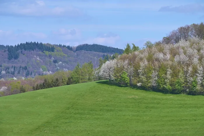 Gerahmter Druck : Landschaft, Wiese, Kirschenbaum Gerahmter Druck : Landschaft, Wiese, Kirschenbaum
