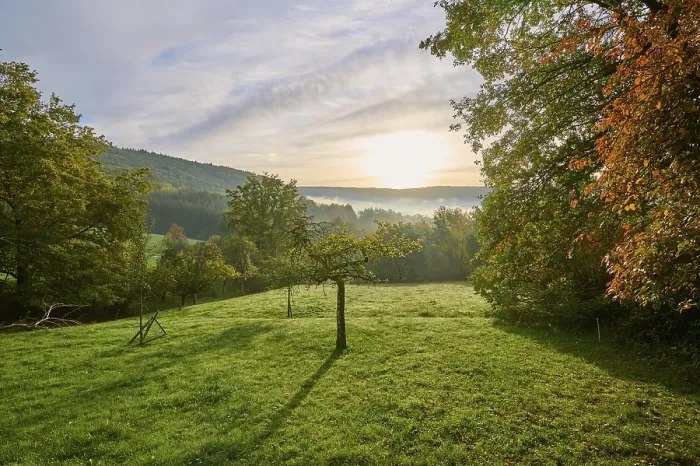 Gerahmter Druck : Landschaft, Wiese, Wald, Wolken. Gerahmter Druck : Landschaft, Wiese, Wald, Wolken.