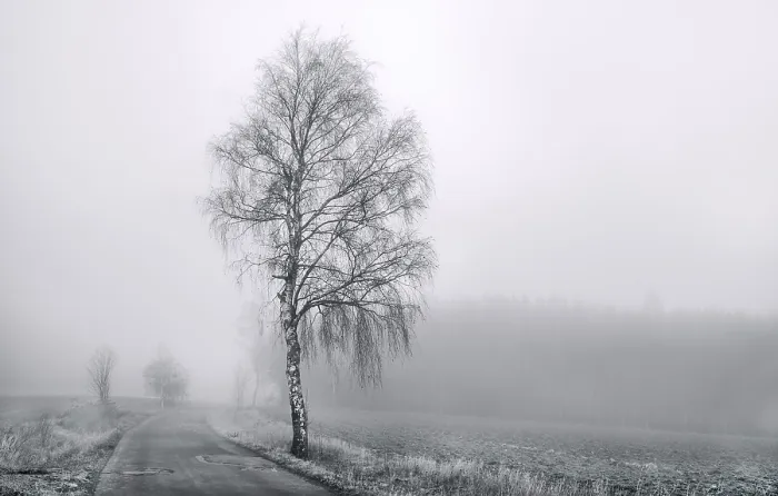 Gerahmter Druck : Landschaft in der Nebel. Gerahmter Druck : Landschaft in der Nebel.