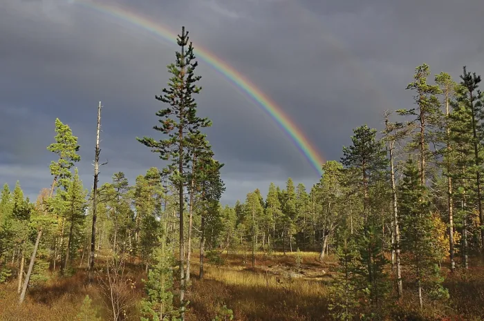Gerahmter Druck : Landschaft mit einem Regenbogen über einem Wald. Gerahmter Druck : Landschaft mit einem Regenbogen über einem Wald.