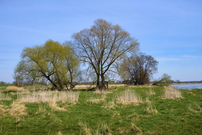 Gerahmter Druck : Landschaft am Fluss Oder im Frühjahr. Gerahmter Druck : Landschaft am Fluss Oder im Frühjahr.