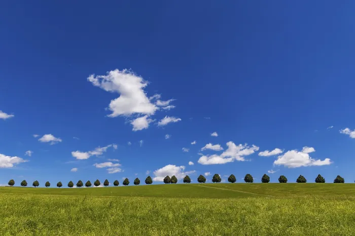 Gerahmter Druck : Landschaft im Schonbuch mit Baumreihe. Gerahmter Druck : Landschaft im Schonbuch mit Baumreihe.