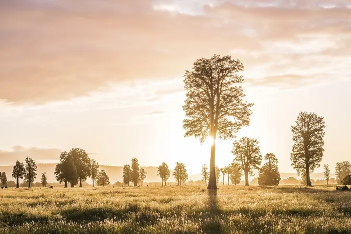 Gerahmter Druck : Landschaft, einzelne Bäume in einem Wiesengrund. Gerahmter Druck : Landschaft, einzelne Bäume in einem Wiesengrund.