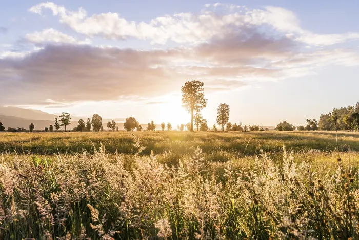 Gerahmter Druck : Landschaft, einzelne Bäume in einem Wiesengrund. Gerahmter Druck : Landschaft, einzelne Bäume in einem Wiesengrund.