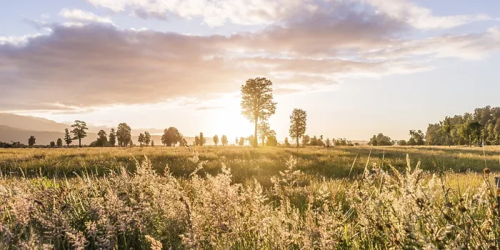 Gerahmter Druck : Landschaft, einzelne Bäume in einer Wiese. Gerahmter Druck : Landschaft, einzelne Bäume in einer Wiese.