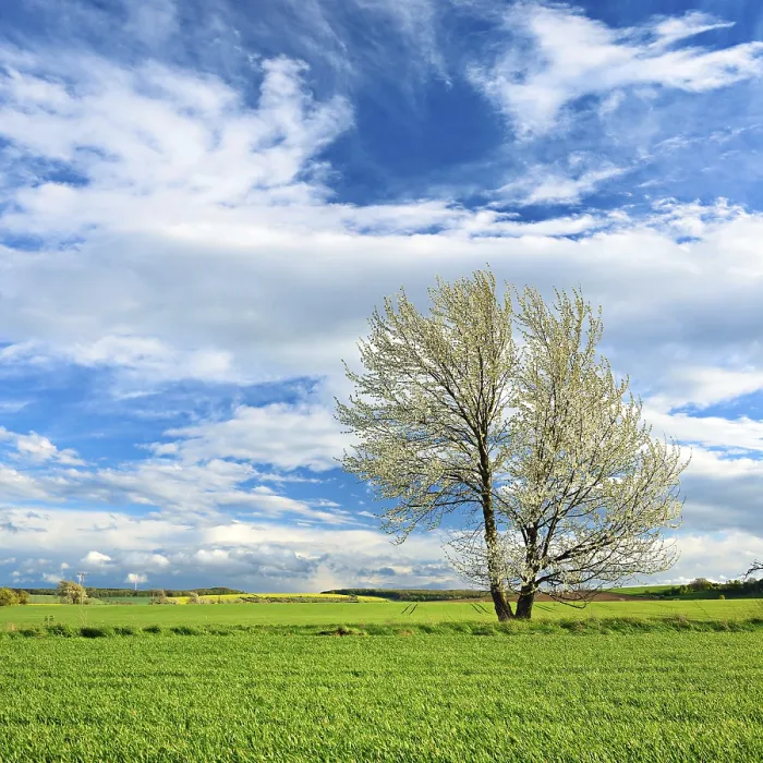 Gerahmter Druck : Landschaft im Frühling, blühender Kirschbaum (Prunus). Gerahmter Druck : Landschaft im Frühling, blühender Kirschbaum (Prunus).