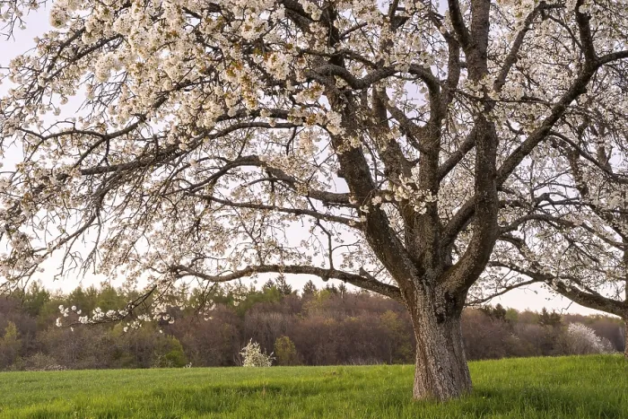 Gerahmter Druck : Landschaft im Frühling, teilweise Ansicht eines weißen blühenden Obstbaumes am Abend nach Sonnenuntergang. Gerahmter Druck : Landschaft im Frühling, teilweise Ansicht eines weißen blühenden Obstbaumes am Abend nach Sonnenuntergang.
