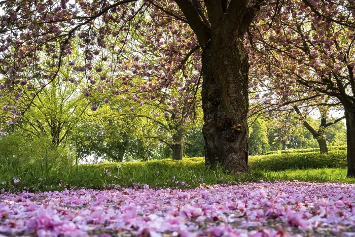 Gerahmter Druck : Landschaft im Frühling, rosa blühende Kirschbäume.