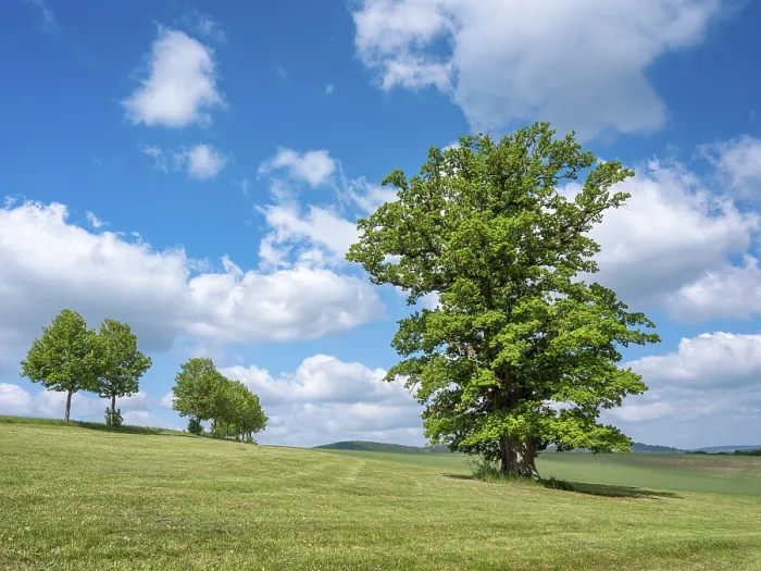 Gerahmter Druck : Thüringer Rhön-Landschaft mit altem Eichenwald im Frühling Gerahmter Druck : Thüringer Rhön-Landschaft mit altem Eichenwald im Frühling
