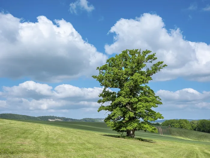 Gerahmter Druck : Thüringer Rhön-Landschaft mit altem, isolierten Eichenbaum (Quercus robur) in der Frühlingssonne.