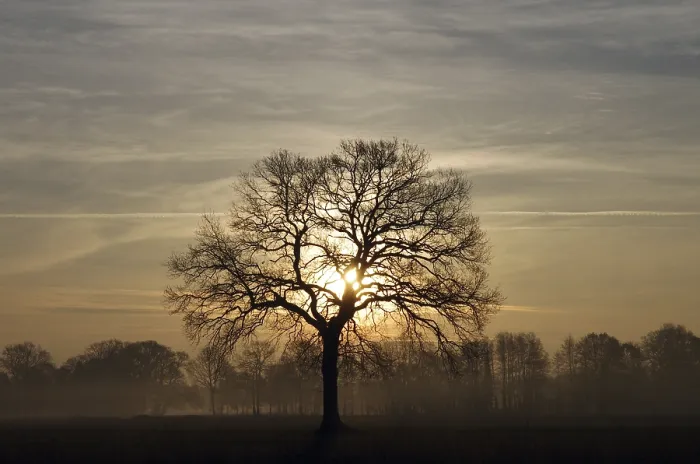 Gerahmter Druck : Landschaft, Baum, Eiche (Quercus) Gerahmter Druck : Landschaft, Baum, Eiche (Quercus)
