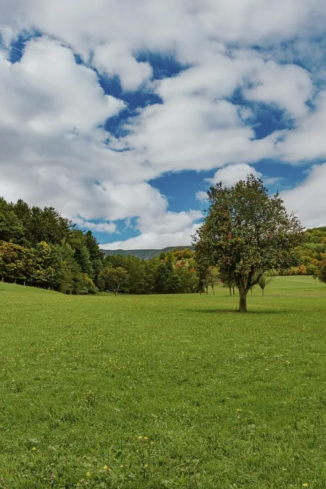 Gerahmter Druck : Landschaft mit Bäumen und Wiese. Gerahmter Druck : Landschaft mit Bäumen und Wiese.