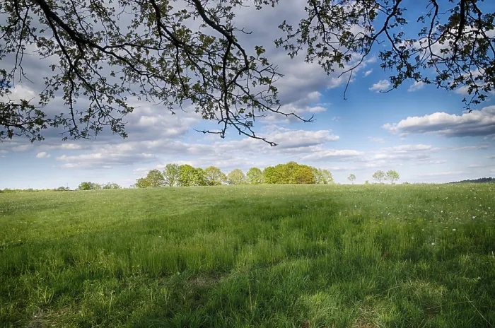Gerahmter Druck : Landschaft mit Bäumen im Frühling. Gerahmter Druck : Landschaft mit Bäumen im Frühling.
