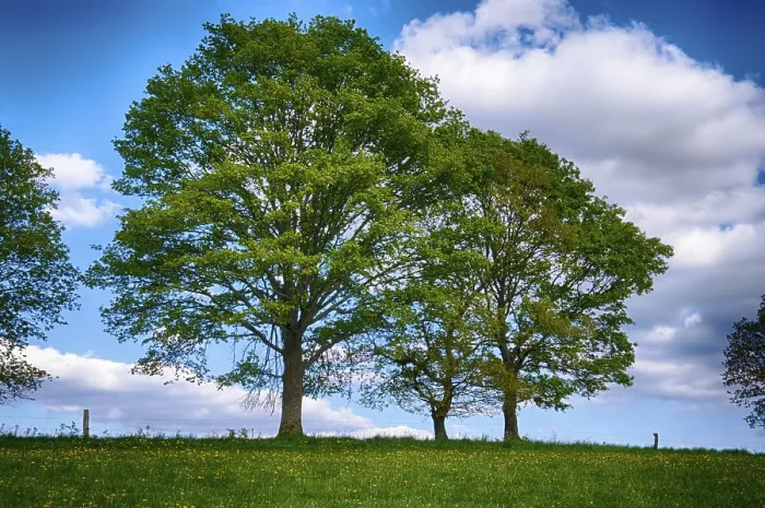 Gerahmter Druck : Landschaft mit Bäumen im Frühling. Gerahmter Druck : Landschaft mit Bäumen im Frühling.