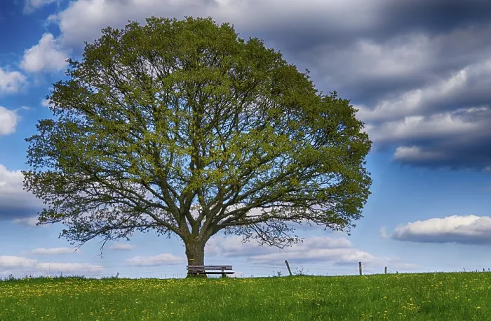 Gerahmter Druck : Landschaft mit Bäumen im Frühling. Gerahmter Druck : Landschaft mit Bäumen im Frühling.