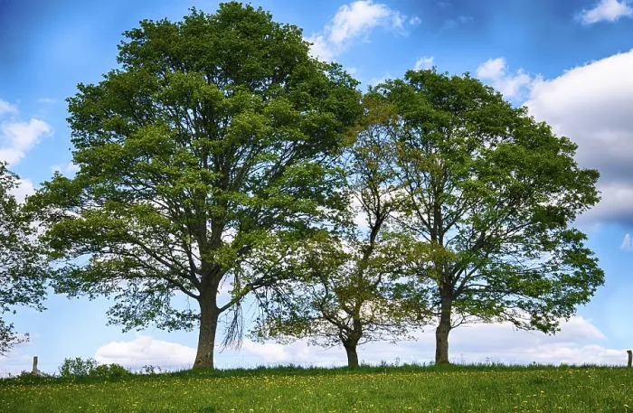 Gerahmter Druck : Landschaft mit Bäumen im Frühling. Gerahmter Druck : Landschaft mit Bäumen im Frühling.