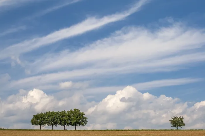Gerahmter Druck : Landschaft mit Walnussbäumen, bewölkter Himmel. Gerahmter Druck : Landschaft mit Walnussbäumen, bewölkter Himmel.