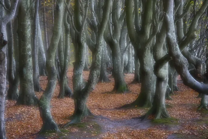 Gerahmter Druck : Stämme von Kupfer-Buchen (Fagus sylvatica) Gerahmter Druck : Stämme von Kupfer-Buchen (Fagus sylvatica)