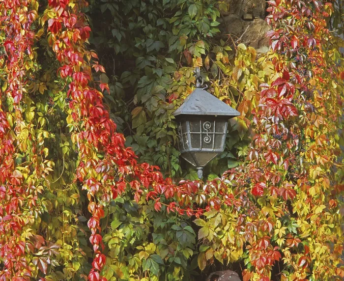 Gerahmter Druck : Herbstlichter in der Laterne Gerahmter Druck : Herbstlichter in der Laterne