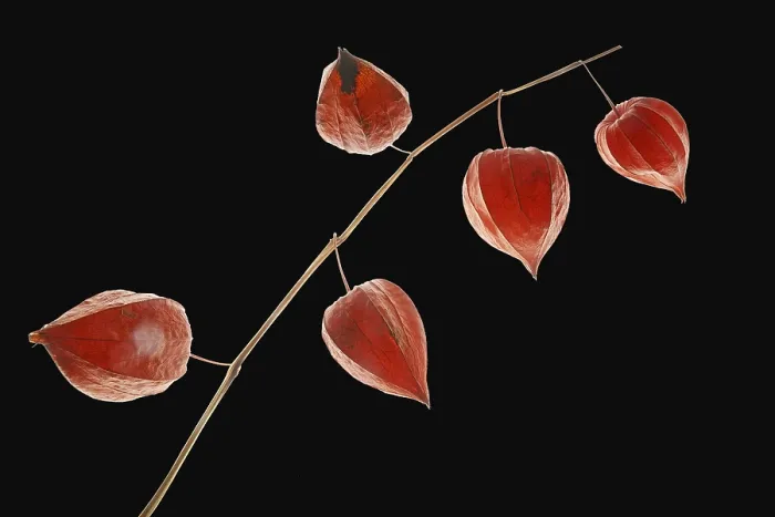 Gerahmter Druck : Lanternenblumen Gerahmter Druck : Lanternenblumen