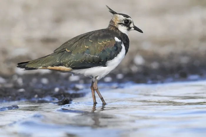 Gerahmter Druck : Schwirlvogel, Vanellus Vanellus, Bad Gerahmter Druck : Schwirlvogel, Vanellus Vanellus, Bad