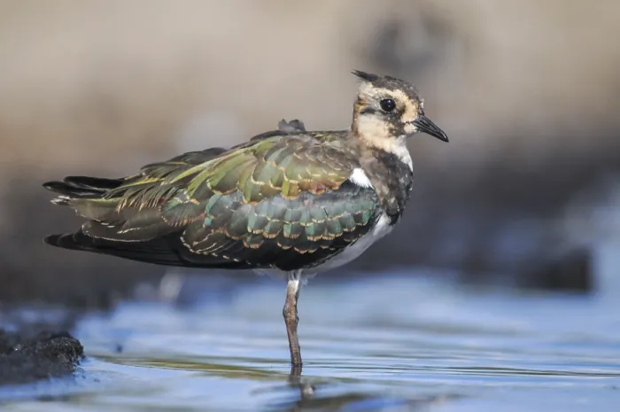 Gerahmter Druck : Wiesenvögel, Vanellus Vanellus, Bath Gerahmter Druck : Wiesenvögel, Vanellus Vanellus, Bath