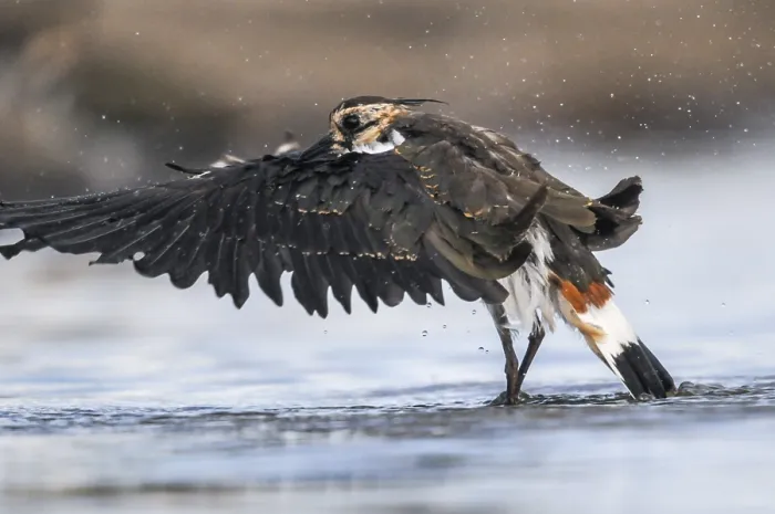 Gerahmter Druck : Schwirlvogel, Vanellus Vanellus, Bath Gerahmter Druck : Schwirlvogel, Vanellus Vanellus, Bath