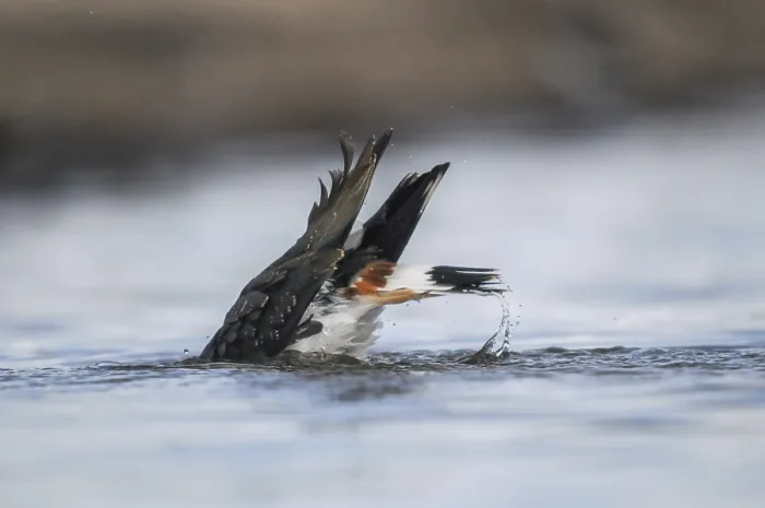 Gerahmter Druck : Schwirlvogel, Vanellus Vanellus, Bad Gerahmter Druck : Schwirlvogel, Vanellus Vanellus, Bad