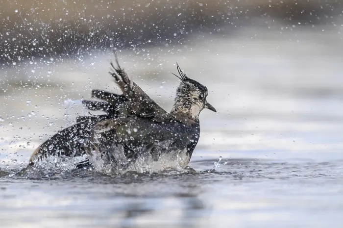 Gerahmter Druck : Schilfrohrschnäpper, Vanellus vanellus, Baden.