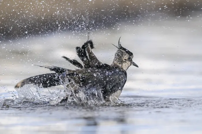 Gerahmter Druck : Schwirlvogel, Vanellus Vanellus, Bath Gerahmter Druck : Schwirlvogel, Vanellus Vanellus, Bath