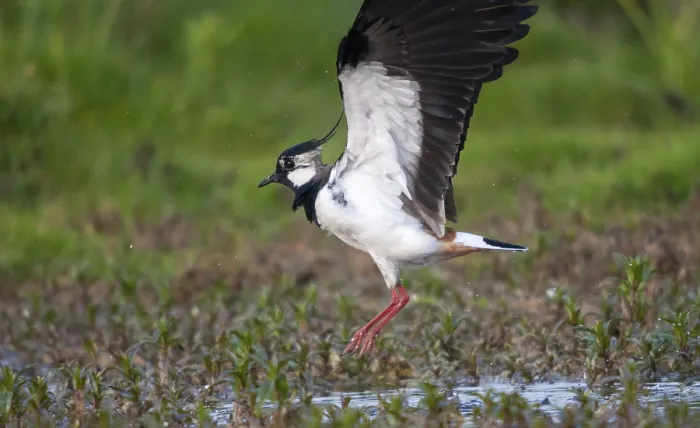 Gerahmter Druck : Lappentaucher, vanellus vanellus, Vögel. Gerahmter Druck : Lappentaucher, vanellus vanellus, Vögel.