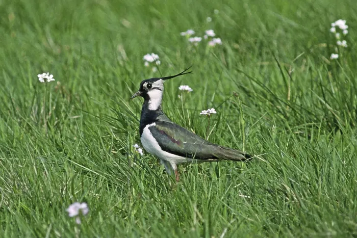 Gerahmter Druck : Knickrabe, Vanellus vanellus, Knickrabe Gerahmter Druck : Knickrabe, Vanellus vanellus, Knickrabe