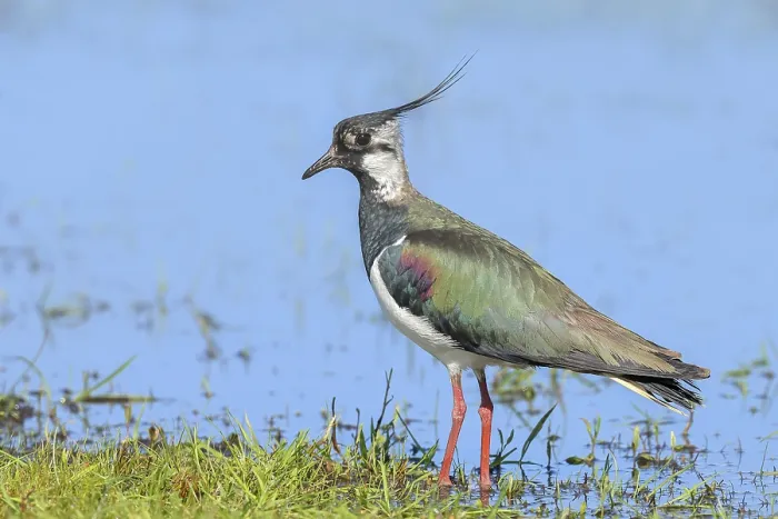 Gerahmter Druck : Lappenvogel (Vanellus vanellus), in Pracht. Gerahmter Druck : Lappenvogel (Vanellus vanellus), in Pracht.