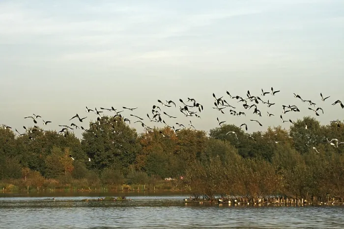 Gerahmter Druck : Flüge Möwen, Vanellus vanellus Gerahmter Druck : Flüge Möwen, Vanellus vanellus