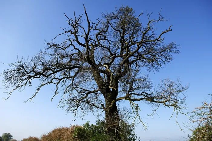 Gerahmter Druck : Großer, nackter Eichenbaum (Quercus) Gerahmter Druck : Großer, nackter Eichenbaum (Quercus)