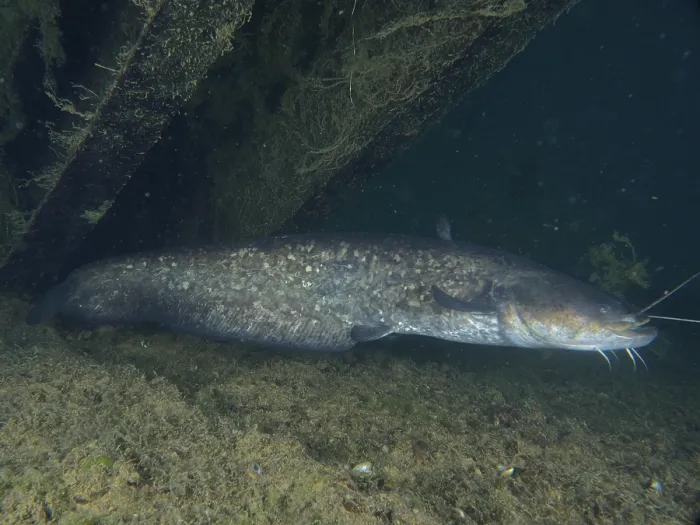 Gerahmter Druck : Ein großer Wels (Silurus glanis) Gerahmter Druck : Ein großer Wels (Silurus glanis)