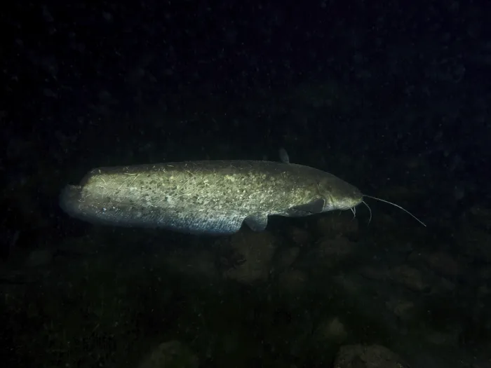 Gerahmter Druck : Ein großer Wels (Silurus glanis) Gerahmter Druck : Ein großer Wels (Silurus glanis)