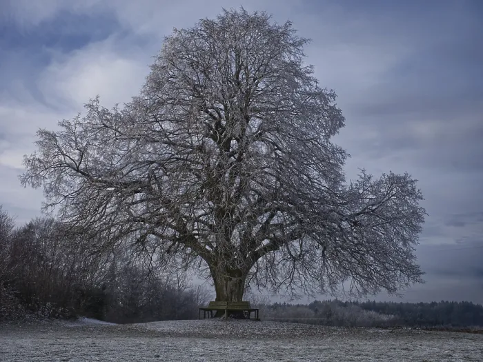 Gerahmter Druck : Tilia platyphyllos, Hohbaum Gerahmter Druck : Tilia platyphyllos, Hohbaum