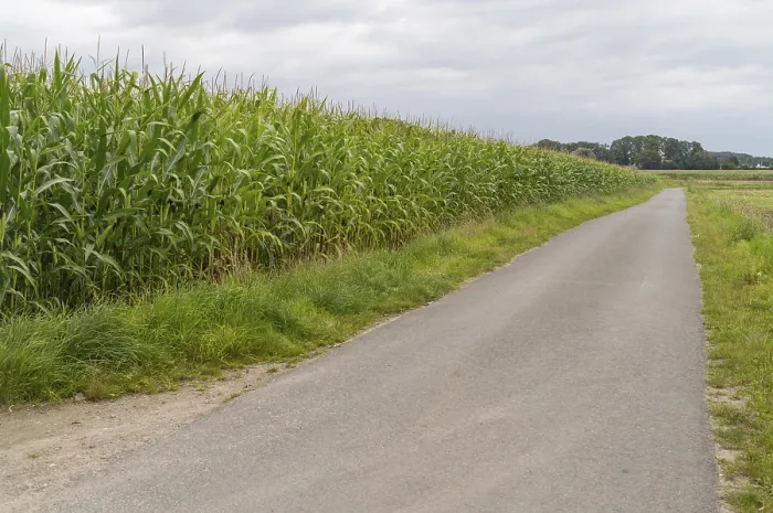 Gerahmter Druck : Großes Maisfeld an der Straße. Gerahmter Druck : Großes Maisfeld an der Straße.