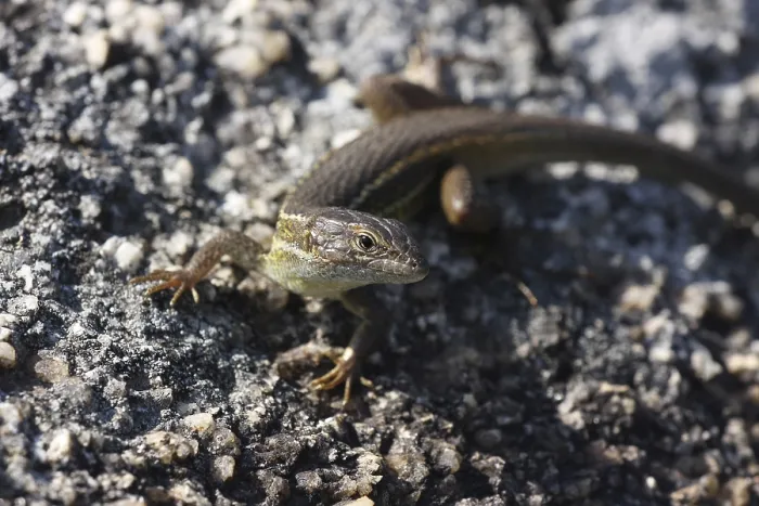 Gerahmter Druck : Große Psammodromus algirus (Psammodromus algirus) in Los Barruecos Gerahmter Druck : Große Psammodromus algirus (Psammodromus algirus) in Los Barruecos